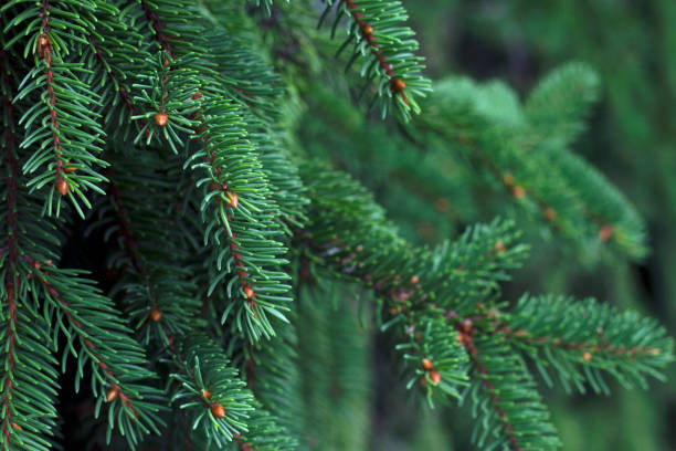 istock green branches of a fur tree as a christmas background 1873241515