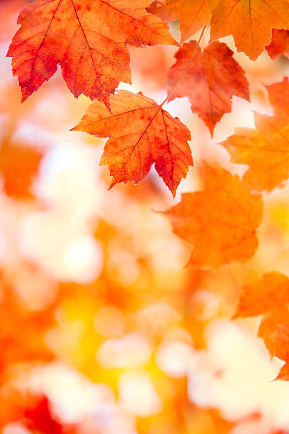 istock Bright Red Orange and Yellow Leaves 187324223