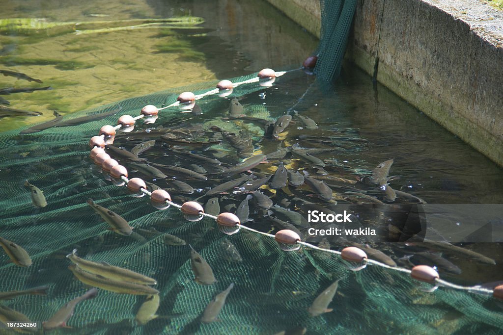 fish farm fish in vortex. forelle pear pisciculture Sustainable Resources Stock Photo