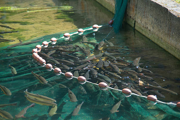 fish farm fish in vortex. forelle pear pisciculture forelle pear stock pictures, royalty-free photos & images