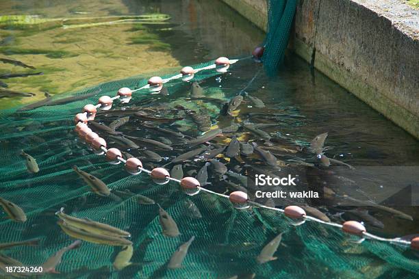 Fish Farm Stock Photo - Download Image Now - Sustainable Resources, Fishing Industry, Fish Farm