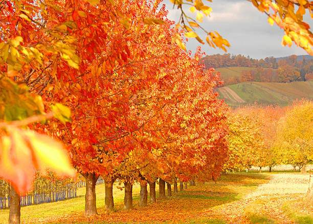 istock Golden Autumn in the Black Forest 187324298