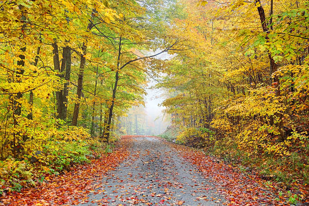 automne route pittoresque dans le nord-est uni dans le vermont - northeast kingdom photos et images de collection