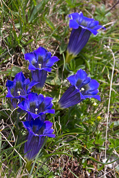 Beautiful Trumpet Gentian in the European Alps Beautiful Trumpet Gentian in the European Alps. enzian stock pictures, royalty-free photos & images