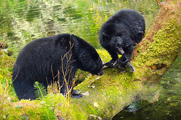 istock Black Bears with Salmon,  Vancouver Island, Canada 187326037