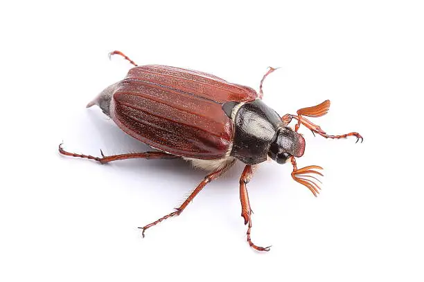 Male of cockchafer isolated on white background