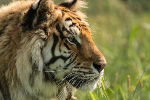 Close-up shot of adult tiger looking