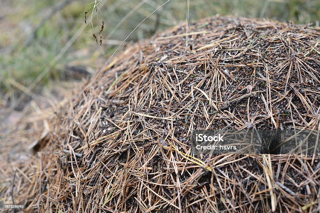 Formicaio nella foresta - Foto stock royalty-free di Albero