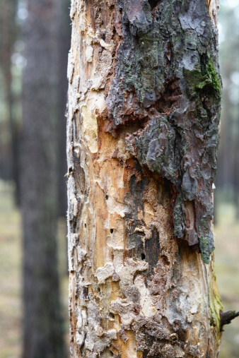 Dead tree by bark beetle infestation.