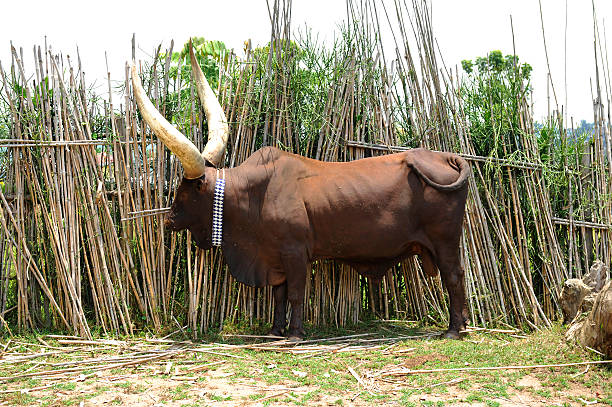 The famous rwandan royal cows . They are issued of the local race \