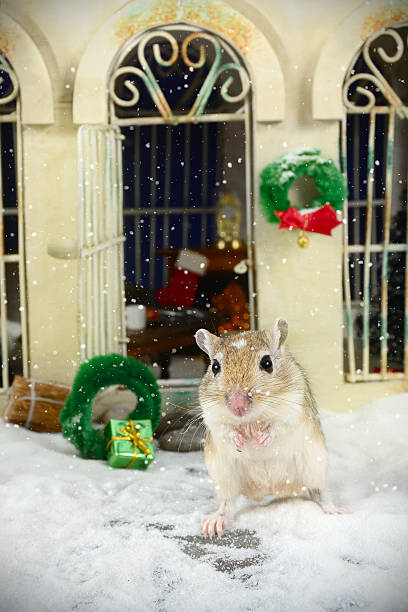 istock Gerbil's House at Christmas 187328178