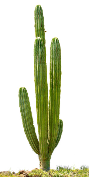 Mexicana Cactus cardón (Pachycereus pringlei) Aislado en blanco. photo