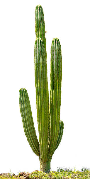 Mexican Cardon Cactus (Pachycereus pringlei) isolated on white. stock photo