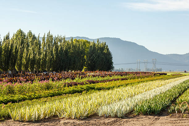 istock Field of Colors 187328277