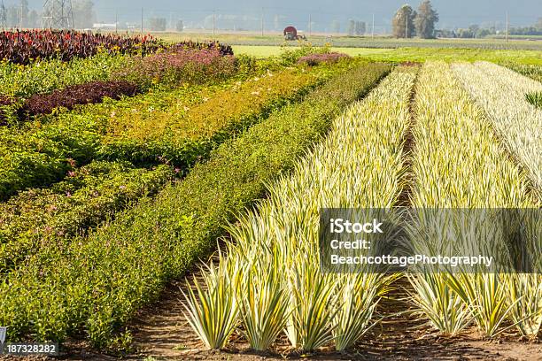 Pronto Per Il Giardino - Fotografie stock e altre immagini di Agricoltura - Agricoltura, Aiuola, Ambientazione esterna