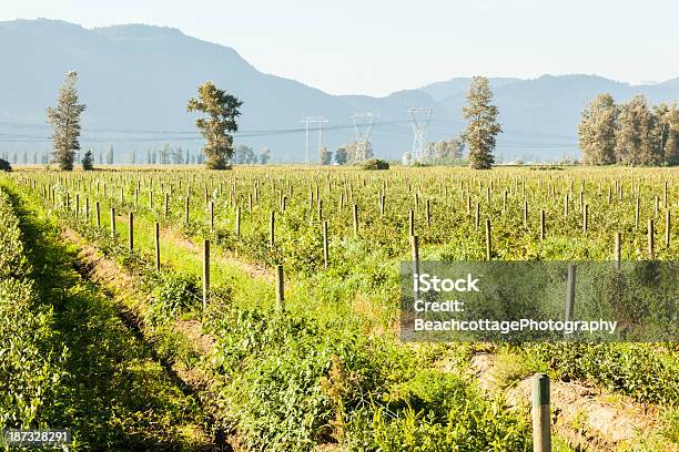 Foto de Campos De Frutas Silvestres e mais fotos de stock de Agricultura - Agricultura, Baga - Fruta, Botânica - Assunto