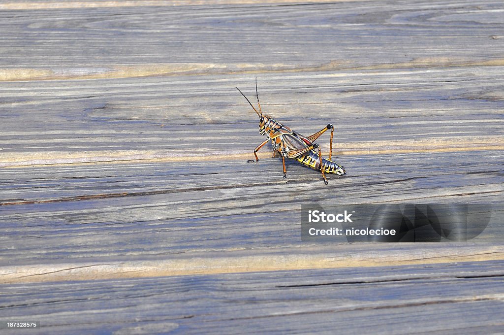 Eastern Romalea Microptera - Foto de stock de Amarelo royalty-free