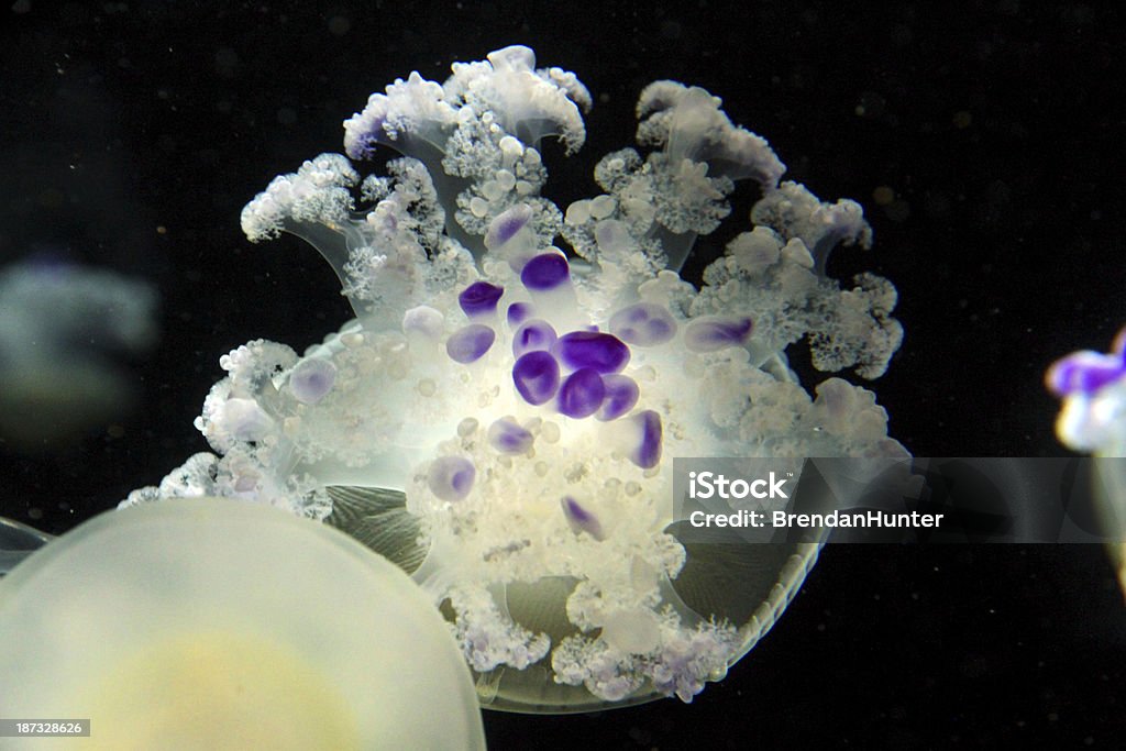 Purple Spots Spotted jellyfish underwater.  Animal Stock Photo