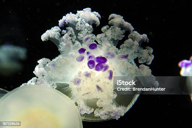 Purple Spots Stock Photo - Download Image Now - Animal, Aquarium, Beauty