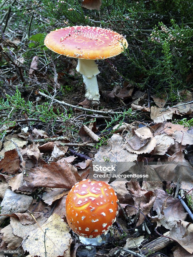 Die giftigen Pilzen - Lizenzfrei Fotografie Stock-Foto