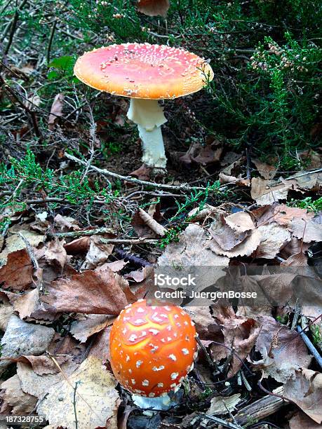 Die Giftigen Pilzen Stockfoto und mehr Bilder von Fotografie - Fotografie, Giftpilz, Giftstoff