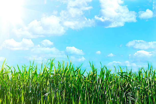 istock view of the cloudy sky through  green grass 187328770