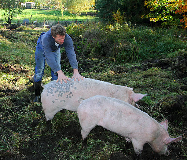 istock organic farmer with his pigs 187329043