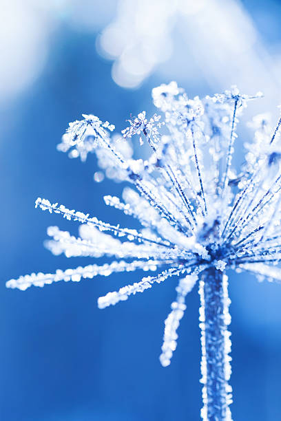 istock Ice covered plant in a winter garden 187329172