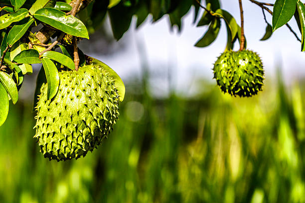 Tropical fruits - ripe soursop or guanabana growing on tree Tropical fruits - ripe soursop or guanabana growing on a tree annonaceae stock pictures, royalty-free photos & images