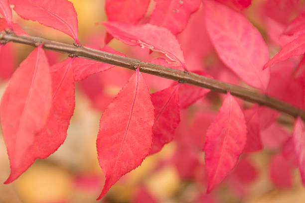 Red autumn leaves on burning bush shrub. Horizontal outdoor closeup of branch of burning bush shrub with rich red leaves. winged spindletree stock pictures, royalty-free photos & images