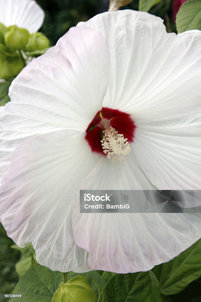 Hibiscus - Lizenzfrei Blume Stock-Foto