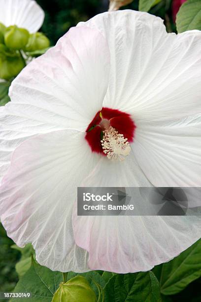 Hibiscus Stockfoto und mehr Bilder von Blume - Blume, Blumenbeet, Blütenblatt