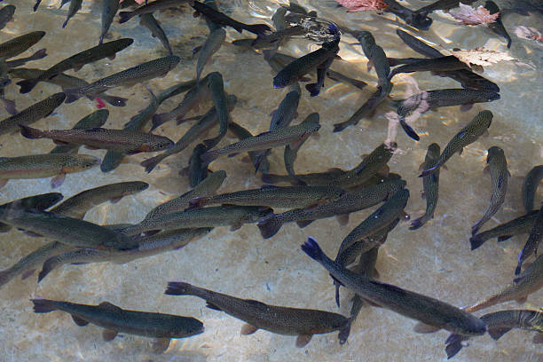 The trouts in the fish farm
