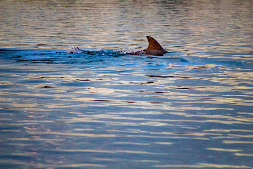 Though it may look like a shark fin, this is a fin of the Common Bottle-nose dolphin (Tursiops truncatus) swimming at the surface in an inlet outside of Tampa Florida