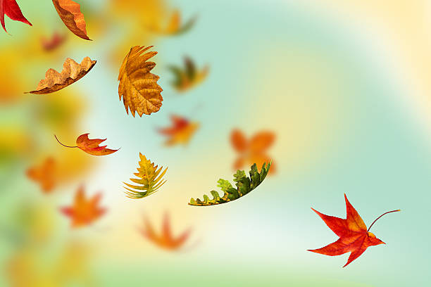 istock Falling autumn leaves spinning in the wind 187330404