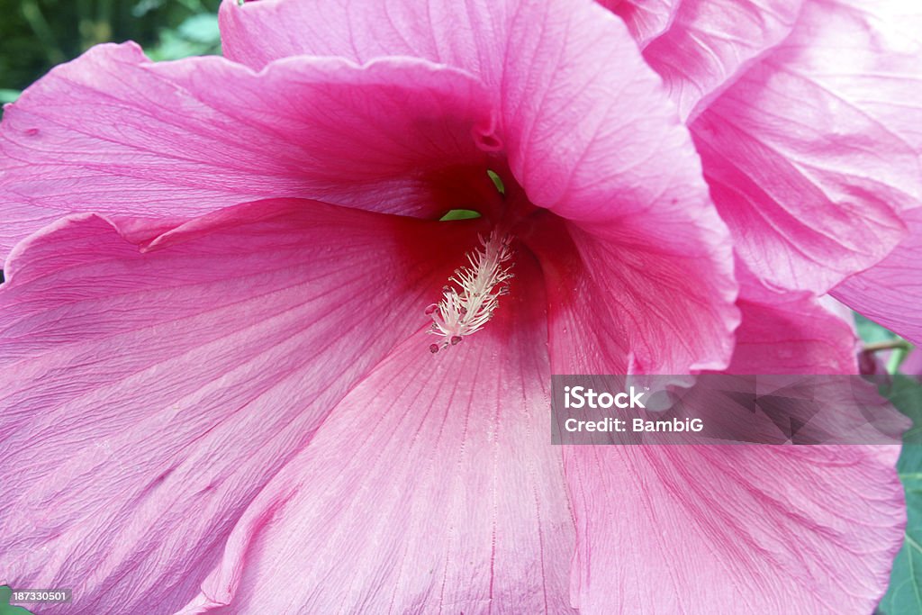 hibiscus - Photo de Beauté de la nature libre de droits