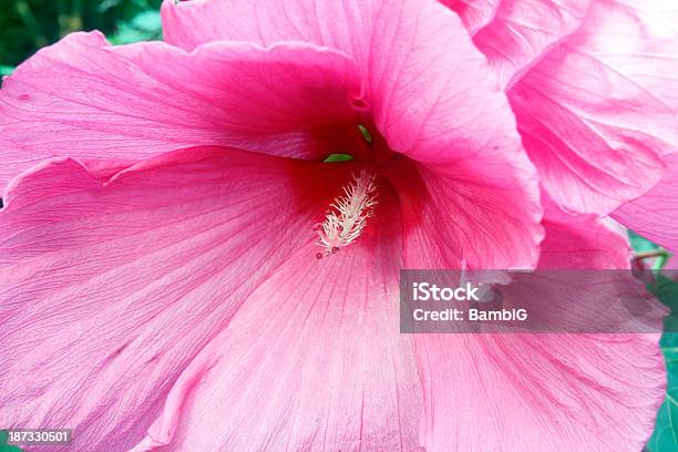 Photo libre de droit de Hibiscus banque d'images et plus d'images libres de droit de Beauté de la nature - Beauté de la nature, Couleur verte, Fleur - Flore