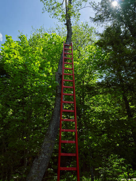 Ice rescue ladder near a tree in summer