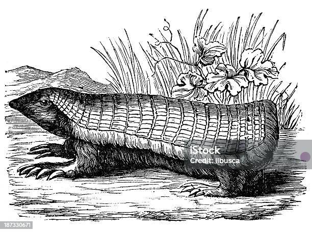 Antique Illustration Of Pink Fairy Armadillo Or Pichiciego Stock Illustration - Download Image Now