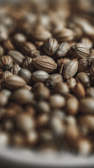 Coriander seeds, in a close-up view, rest in a bowl on a textured wooden background. The warm, earthy tones of the seeds complement the rustic charm of the setting, creating a visually pleasing and inviting image.