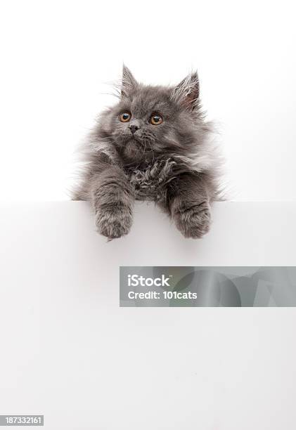 Foto de Apenas Gatos e mais fotos de stock de Gato doméstico - Gato doméstico, Espreitar, Branco