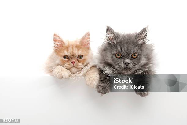 Foto de Apenas Gatos e mais fotos de stock de Gato doméstico - Gato doméstico, Fundo Branco, Inclinando-se