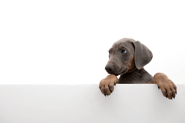 istock dog above grey banner 187332169