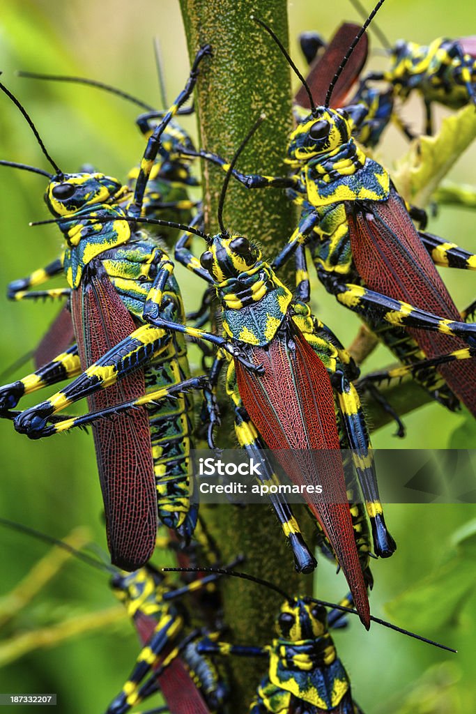 Peste insetos-grupo de grasshoppers comendo uma Árvore de folha - Foto de stock de Animal royalty-free