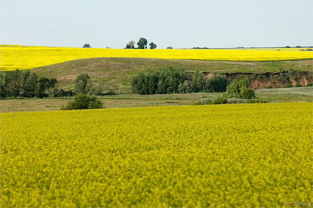 istock Rapeseed field. Yellow flowers. The bright sun. blue sky 187332428