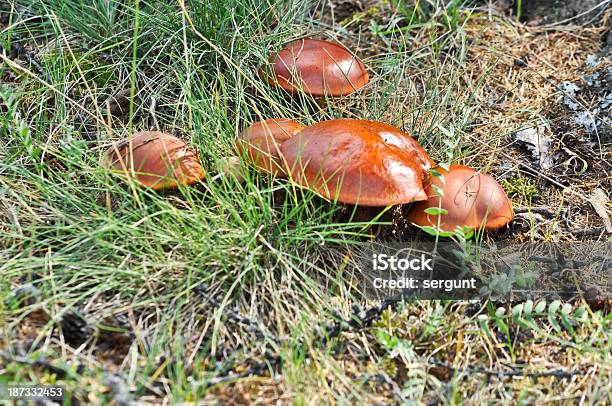 Floresta De Cogumelos Boletus - Fotografias de stock e mais imagens de Ao Ar Livre - Ao Ar Livre, Boletus Sp, Castanho