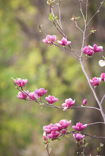 istock Blossoming of magnolia flowers 187332637