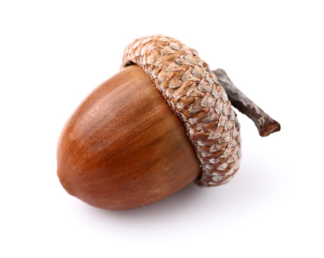 One acorn in closeup