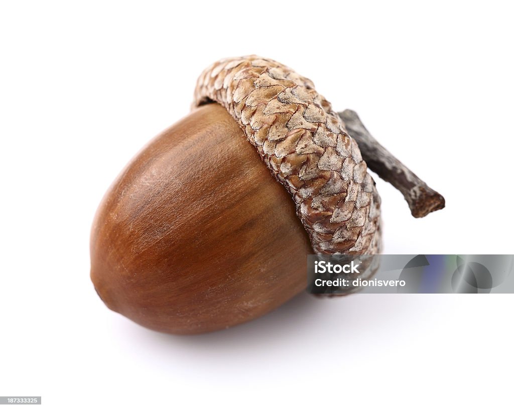 One acorn One acorn in closeup Acorn Stock Photo