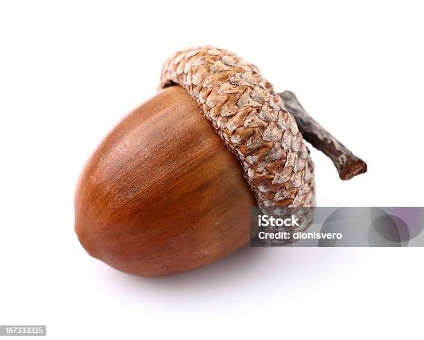 One Acorn Stock Photo - Download Image Now - Acorn, Cut Out, Photography